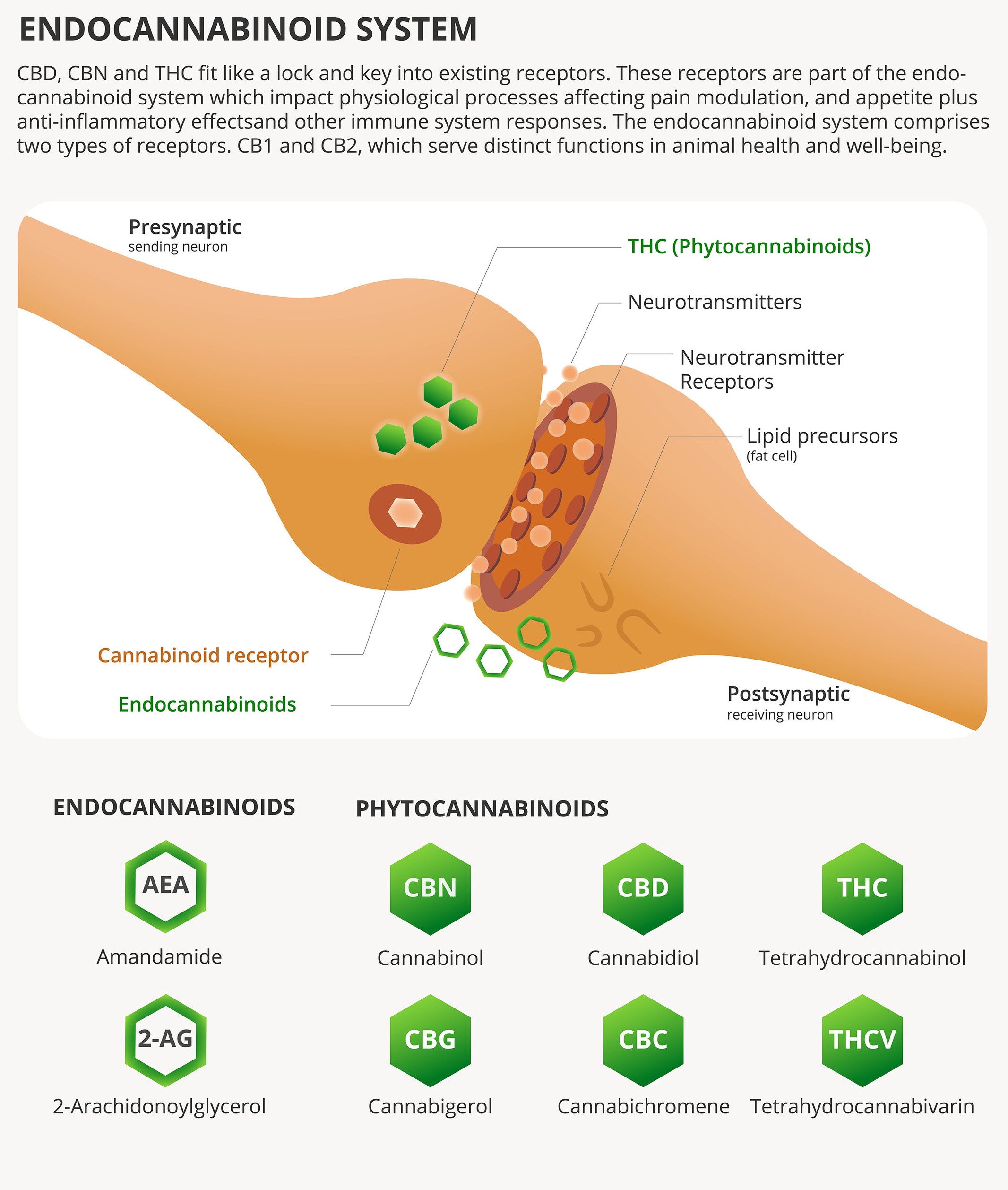 A chart explaining the endocannabinoid system