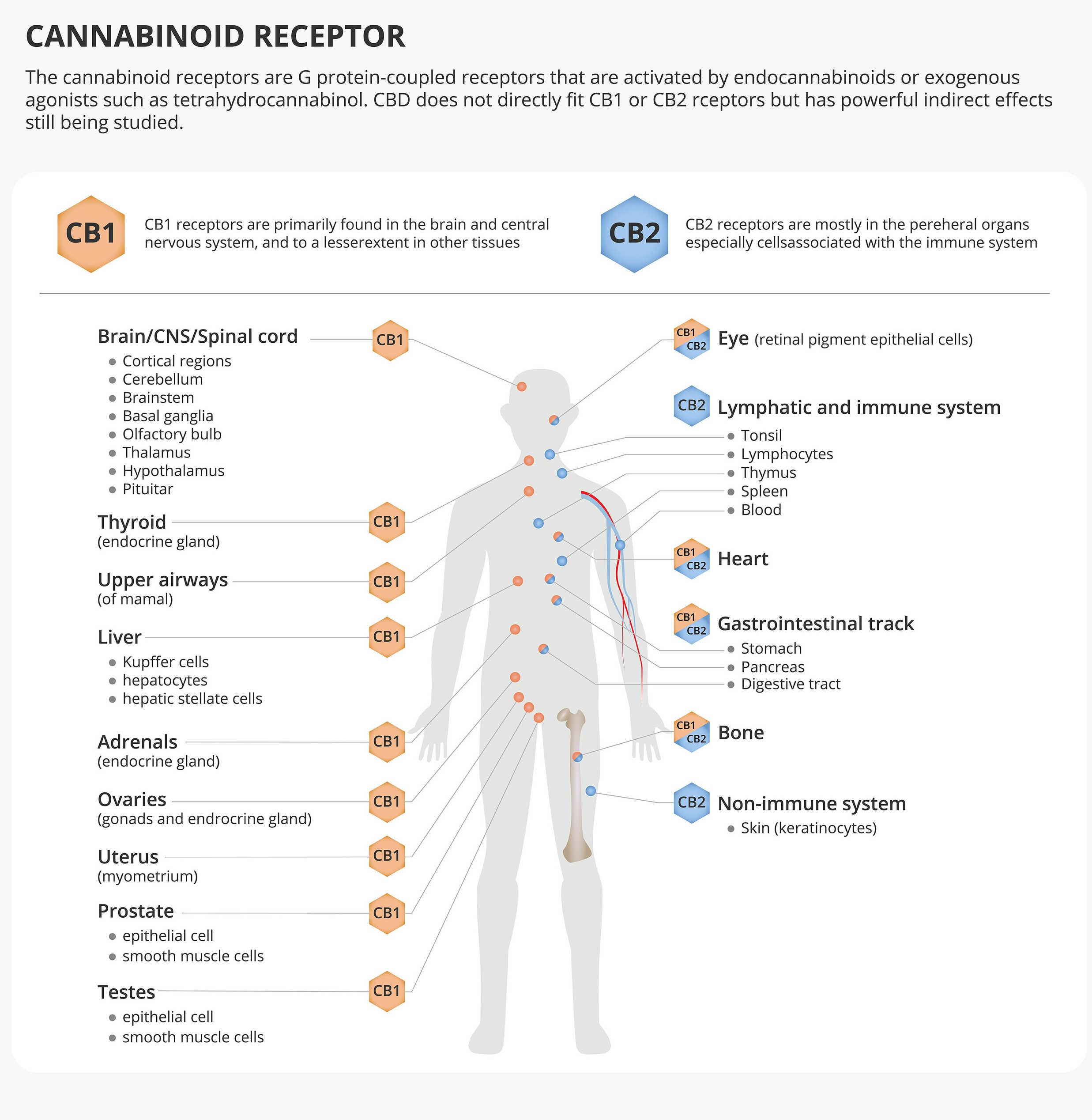 A chart showing where the cannabinoid receptors are in the human body